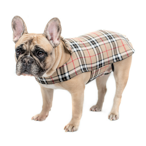 burberry dog outfit