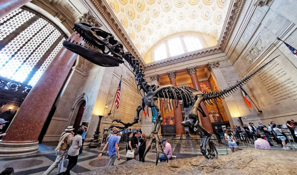 american museum of natural history in new york besuchen