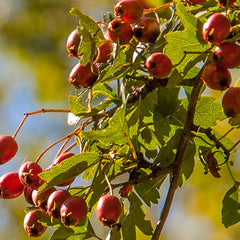 Rose Hips