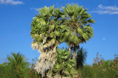 Carnauba palm