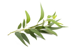 Eucalyptus essentiële olie