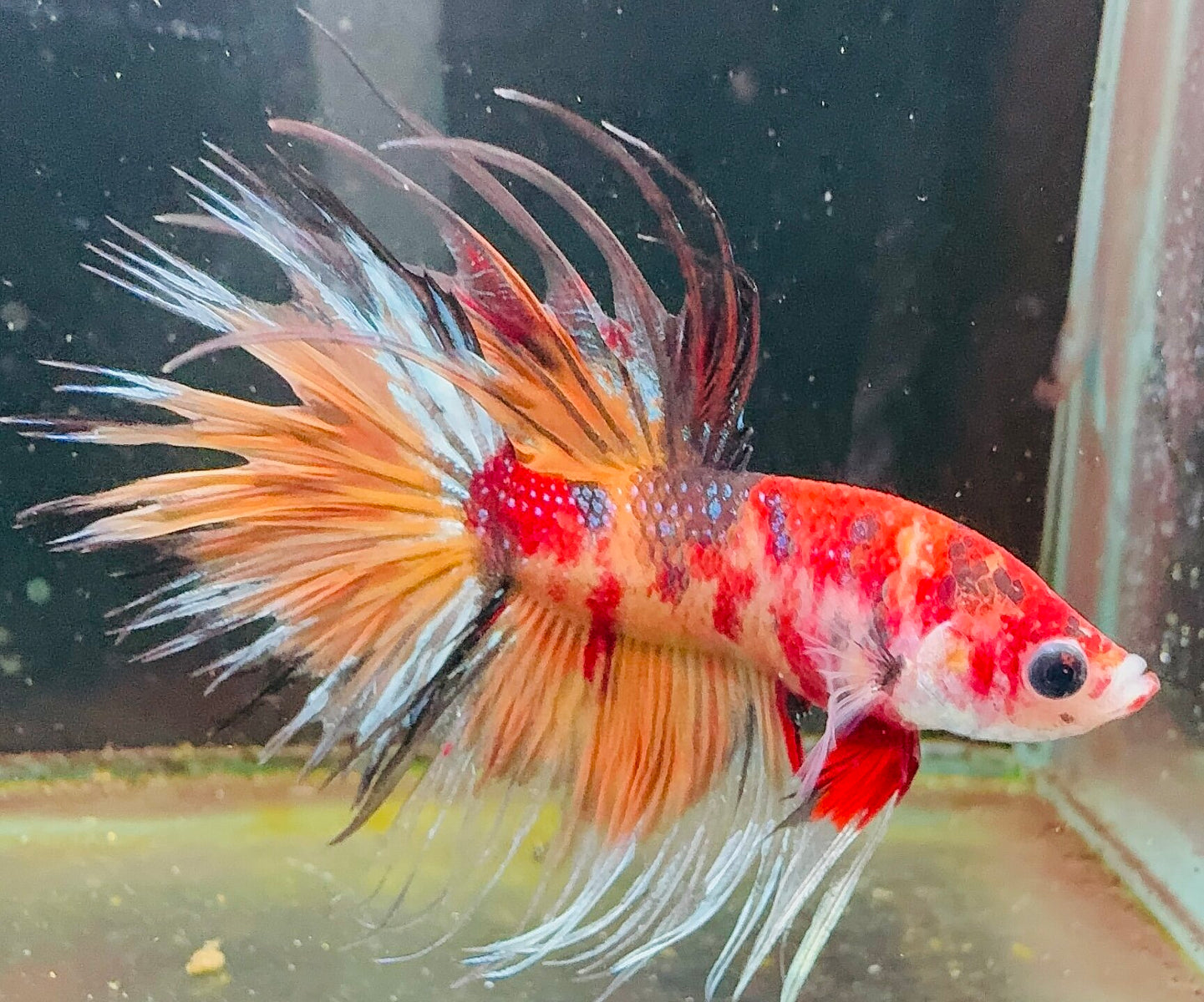 Premium Nemo Crowntail Male Betta C03