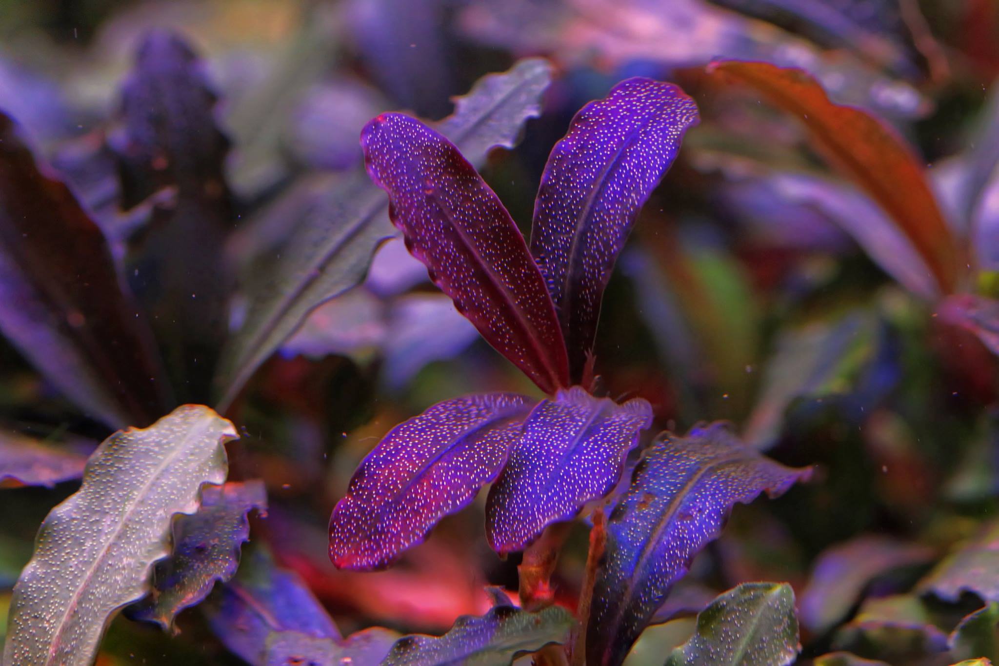 Bucephalandra plant