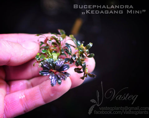 Bucephalandra fish tank