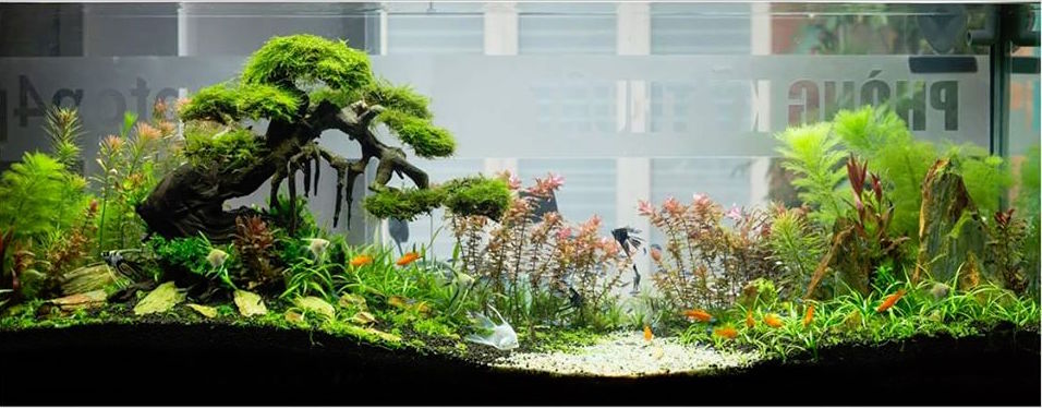 Bonsai Driftwood In Aquarium