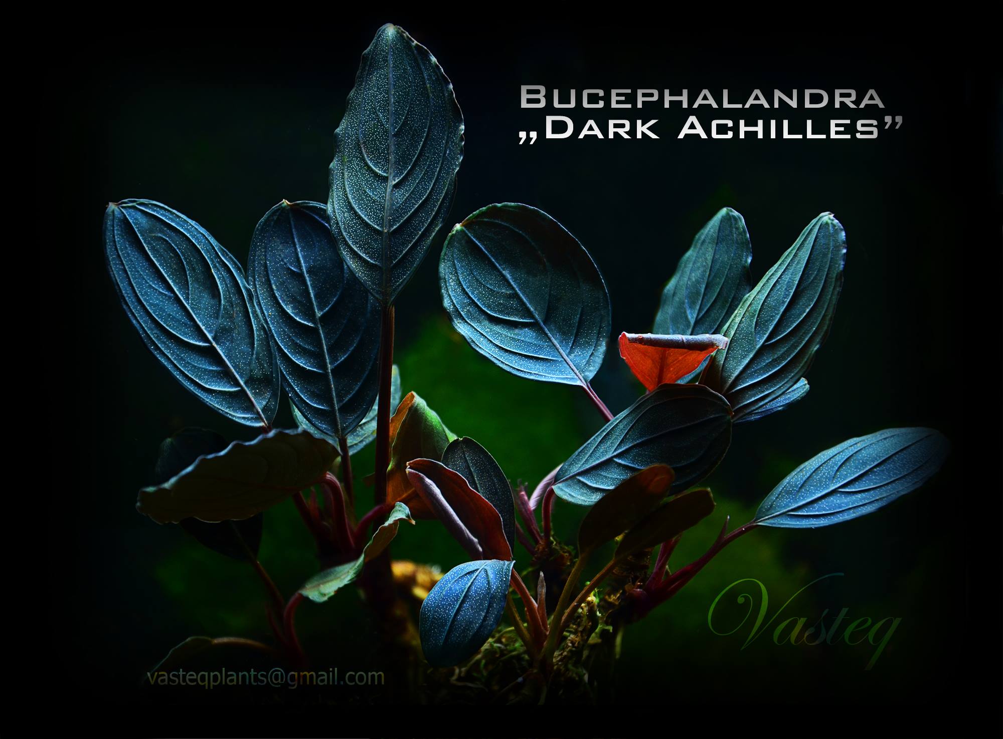 Bucephalandra