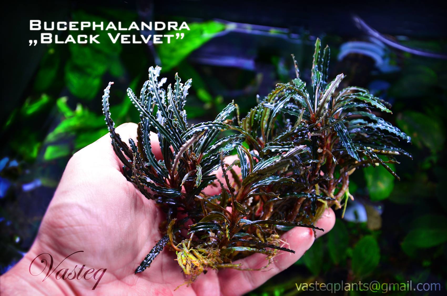 Bucephalandra Black Velvet
