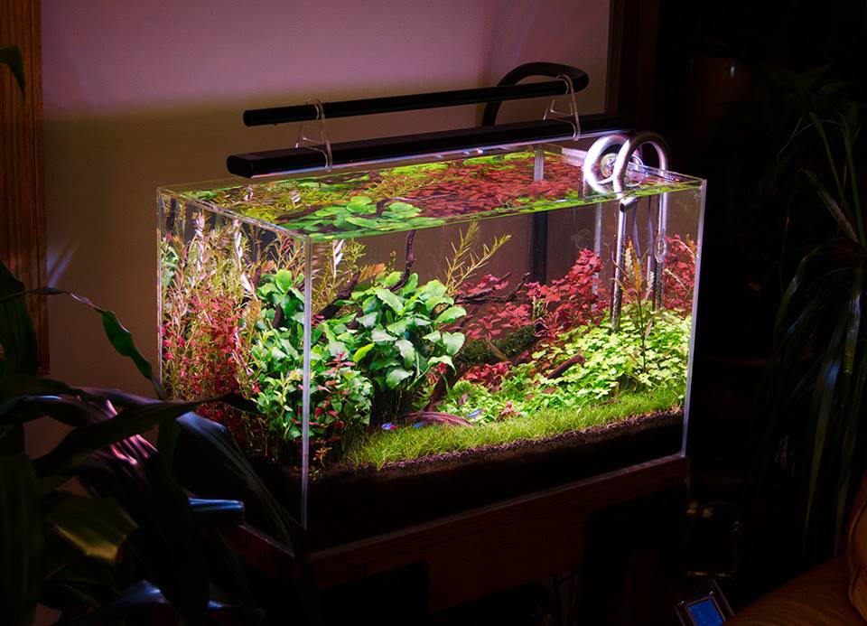 Aquascaping Gallery