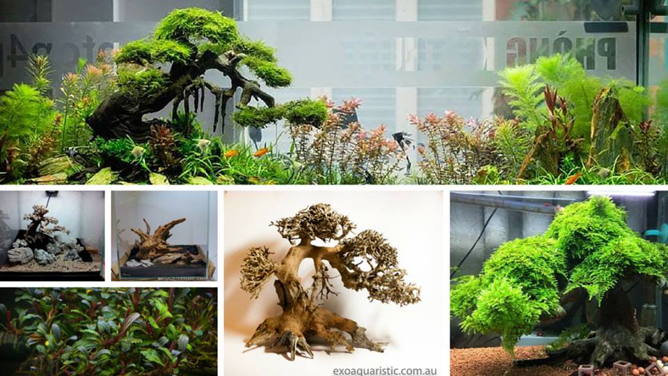 Natural Aquarium Spiderwood Medium Size Non Toxic Forest Driftwood  Decoration for Fish Tank Terrarium