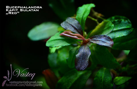 Bucephalandra Plant
