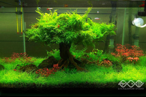10 Best Aquarium Moss for your Aquarium that you need to  