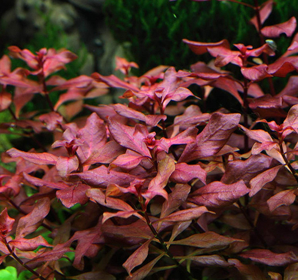 Ludwigia Mini Super Red Care