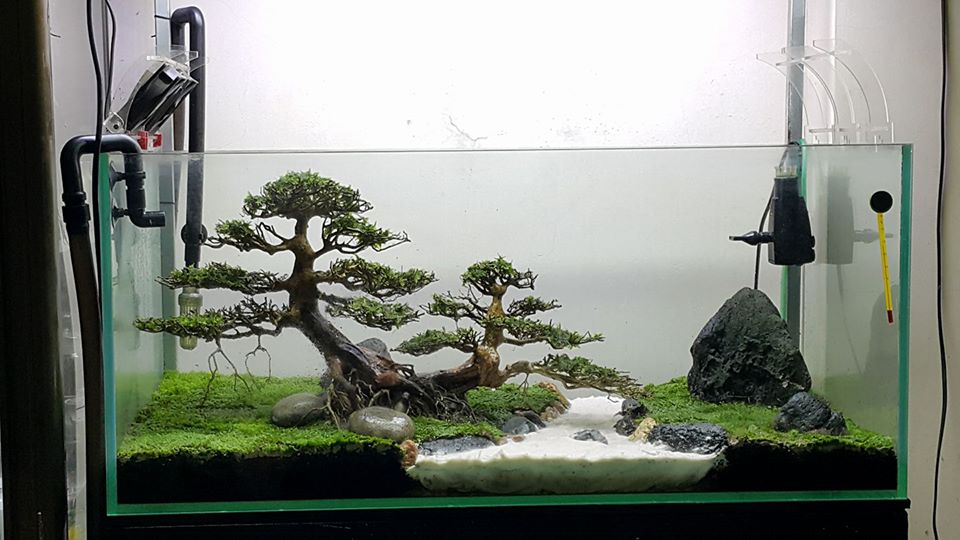 Masterpiece Bonsai Driftwood for Aquarium