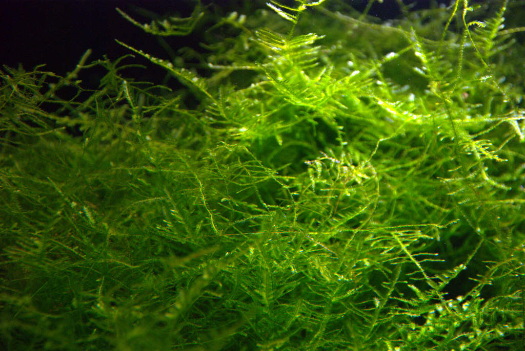 Easy Way To Grow Java Moss - IDEAL BEGINNERS GROWING GUIDE! 