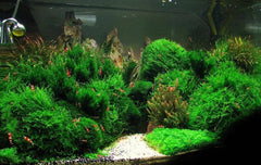 Aquatic Plants