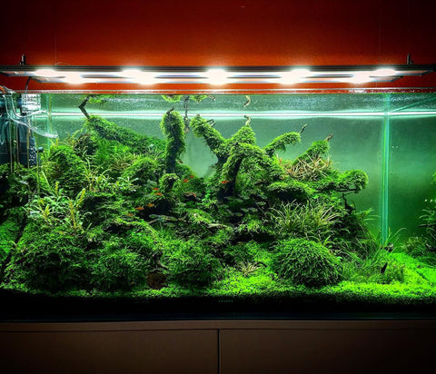 Types Of Aquarium Moss For Aquascaping - Different Aquatic Mosses