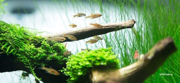 10 Best Carpet Plants For Stunning Aquarium Grass (Beginner's Guide)