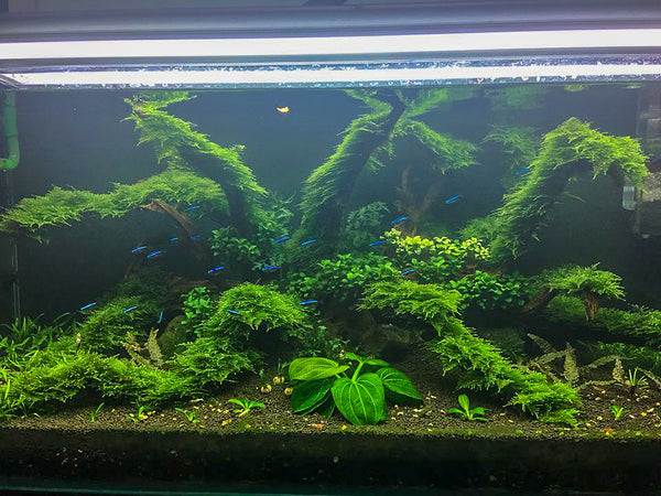 peacock moss for aquarium