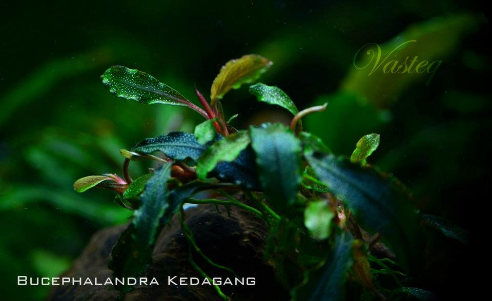 Bucephalandra plant