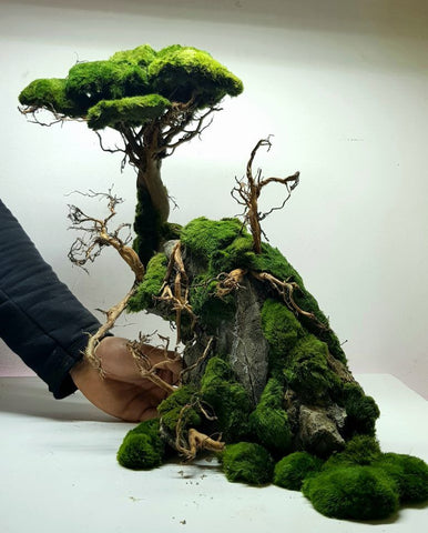 Aquascaping Bonsai