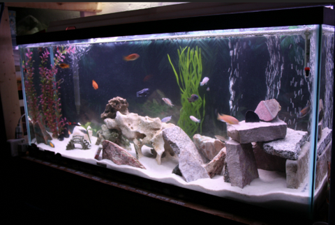 Add-stones,wood-and-decorations-for-aquarium-tank