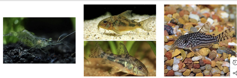 Algae-Eater-Fish&Shrimp-For-Sale