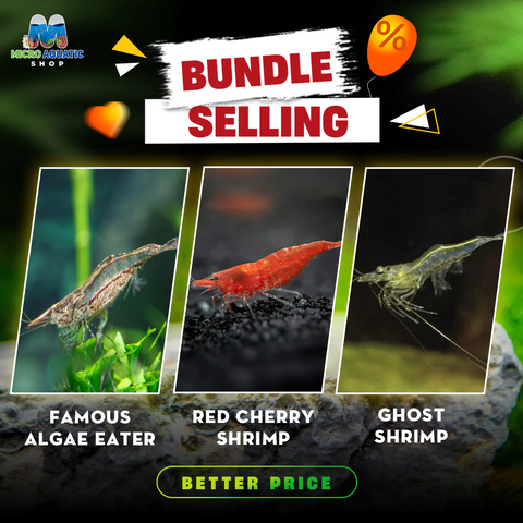 Algae Eater X Red Cherry Shrimp X Ghost Shrimp: The Special Bundle