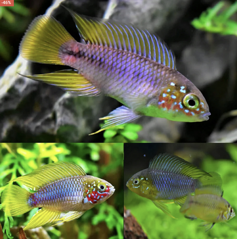 American-Cichlid-Apisto–Borellii-Opal-(Apistogramma-Borellii-Opal)-3cm