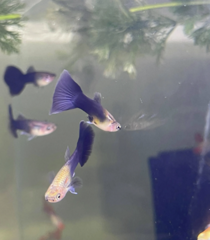 BLACK-GUPPY-3CM