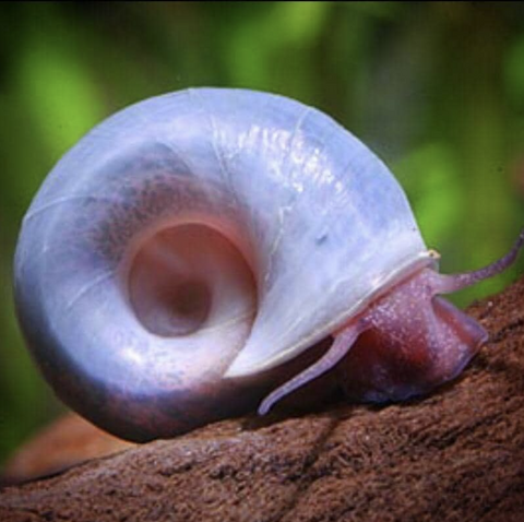 Ramshorn-snail