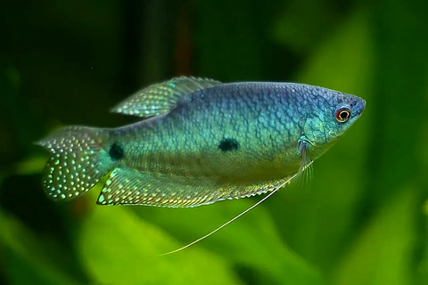 Blue-Dwarf-Gourami-for-sale