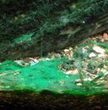 how to control aquarium algae
