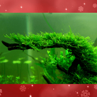 CHRISTMAS MOSS ( VESICULARIA MONTAGNEI)