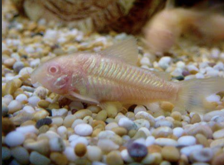Corydora-Albino-Catfish