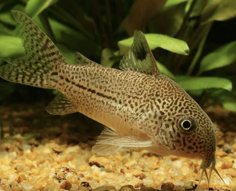 Corydora-Julii-Catfish-3.5cm