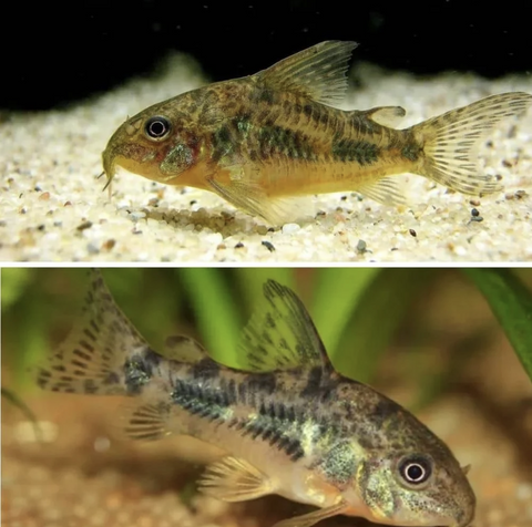 Corydora-Peppered-Catfish
