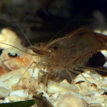 Darwin-Shrimp