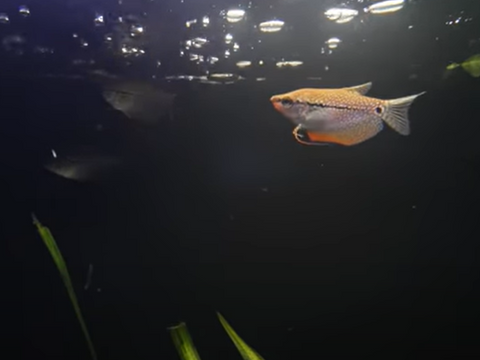 Dwarf-Honey- Gourami-for-sale