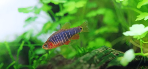 Emerald-Dwarf Rasbora-for-sale