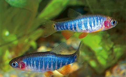 Emerald-Dwarf Rasbora-for-sale