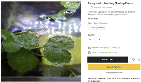 Flash-Sale-Pennywort-Amazing-floating-plants