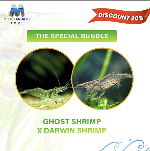 Ghost-ShrimpXDarwin-Shrimp-The-Special-Bundle