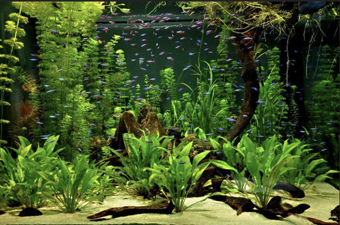 Growing-aquatic-plants-in-aquarium-tank