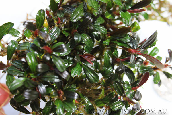 Bucephalandra wavy green