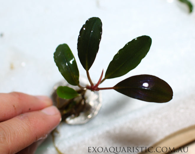 Bucephalandra aquatic plant