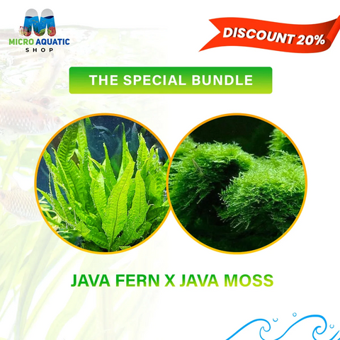 Java-FernXJava-Moss-The-Special-Bundle