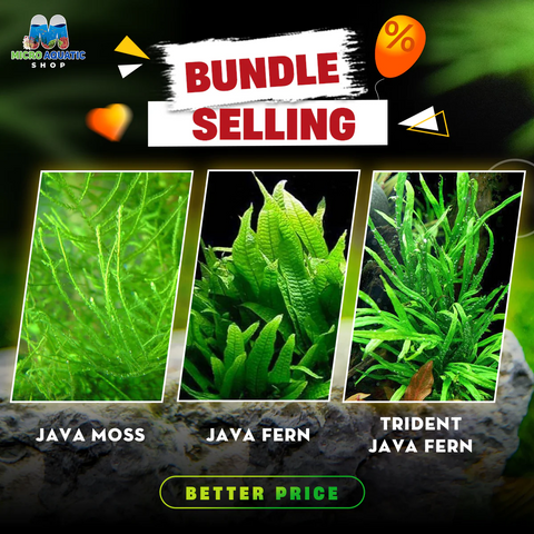 Java Moss X Java Fern X Trident Java Fern