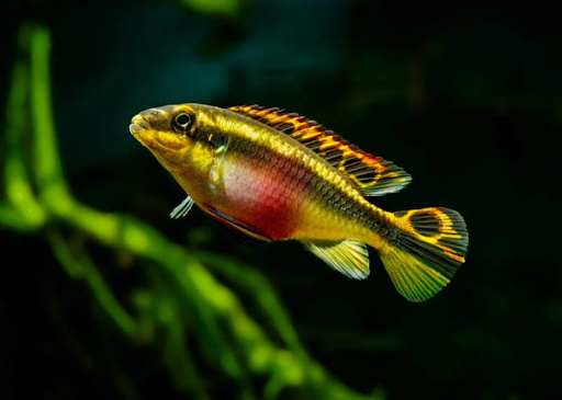 Kribensis Cichlid - Stunning and Hardy Freshwater Fish for Tanks01
