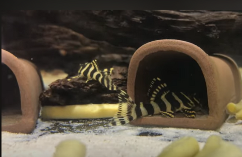 L134-Leopard-Frog-Pleco-for-sale