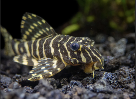 L134-Leopard-Frog-Pleco-for-sale